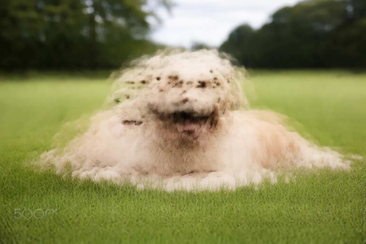 Golden Retriever — breed vet cost guide